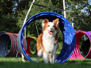 Hunderunde