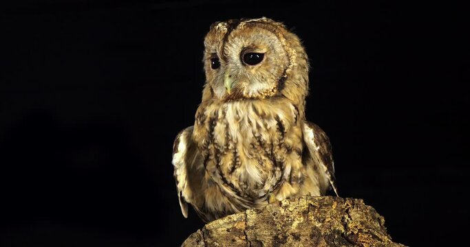 Tawny Owl, strix aluco, Adult Turning its Head, looking around, Normandy in France, Slow Motion 4K