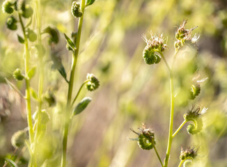 Tight Fiddlehead Ferns with Selective Focus