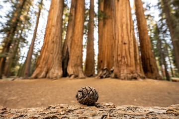 Tiny Sequoia Pine Cone in front of Palmer Grove