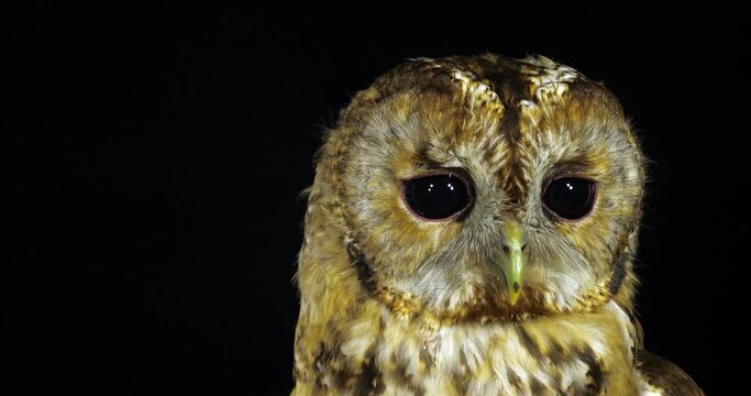 Tawny Owl, strix aluco, Portrait of Adult Turning its Head, Normandy in France, Slow Motion 4K