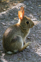 Little baby hare on the asphalt