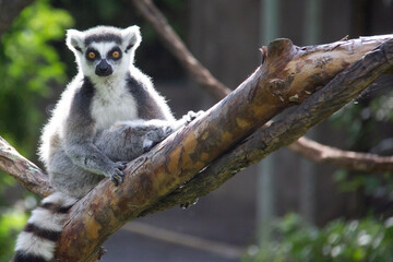 Lemur sitting on a branche and looking to the camera