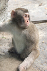 Close up of a japanese macaque