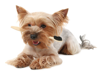 Cute Yorkshire Terrier with toothbrush on white background