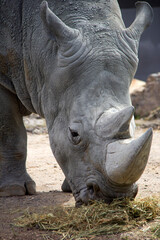Obraz premium Close up of a white rhinoceros