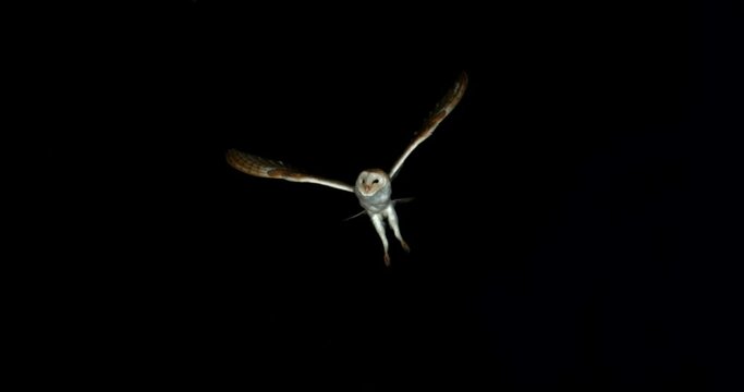 Barn Owl, tyto alba, Adult in flight by Night, Normandy in France, Slow Motion 4K