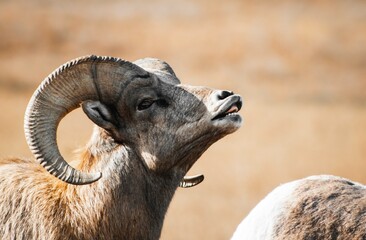 close up of a mountain sheep