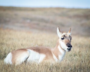 white deer