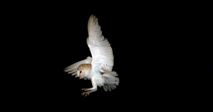 Barn Owl, tyto alba, Adult in flight by Night, Normandy in France, Slow Motion 4K