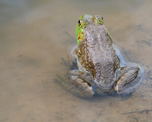Bullfrog In Water