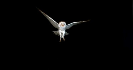 Barn Owl, tyto alba, Adult in flight by Night, Normandy in France, Slow Motion 4K