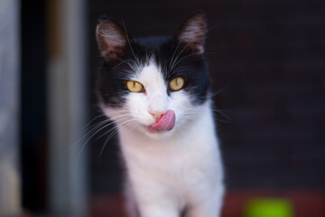 Gato relamiéndose