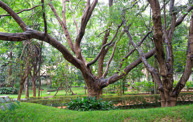 Trees in Karanji Lake park in Mysore, Karnataka, India.