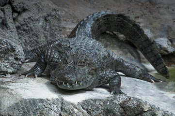 Survival of the fittest: an alligator camouflaged among the rocks