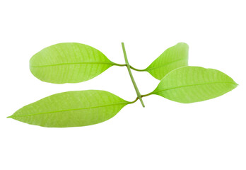 maprang leaf transparent png