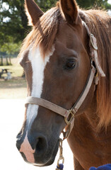 Close up brown horse head with white blaze wearing a halter.