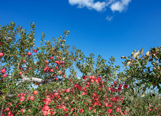 Fototapeta na wymiar 【青森県弘前市りんご】岩木山麓津軽の秋、りんご園は収穫中
