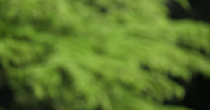 Wind and Cedar of Lebanon, cedrus sp., Normandy in France, slow Motion 4K