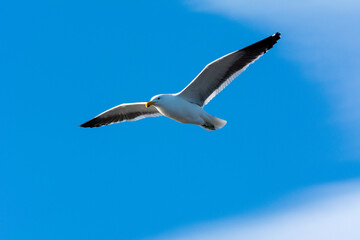 Gaviota Dominicana (Larus dominicanus) en pleno vuelo