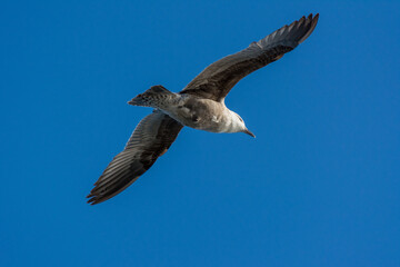 Gaviota volando por los cielos