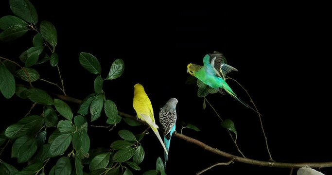 Budgerigar, melopsittacus undulatus, Adults in Flight Against Black Background, Normandy in France, Slow Motion 4K