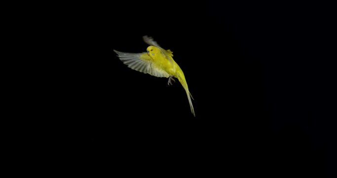 Budgerigar, melopsittacus undulatus, Adult in Flight Against Black Background, Normandy in France, Slow Motion 4K