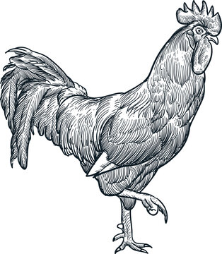 Vintage hand drawn rooster side profile (for more draw like this click Cus below)