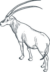 Vintage hand drawn sketch Scimitar oryx
