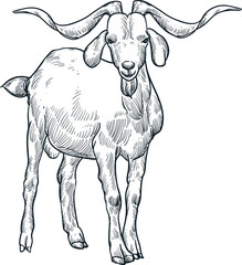 Vintage hand drawn sketch smile long horn kiko goat
