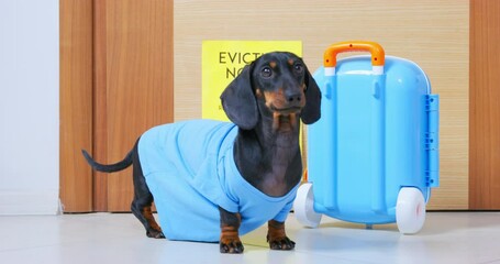 Puppy blue T-shirt runs fussily door, nervously looking for support bright suitcase, door judicial eviction notice Pet shelters funding debts. Homeless animals help fund charitable volunteers