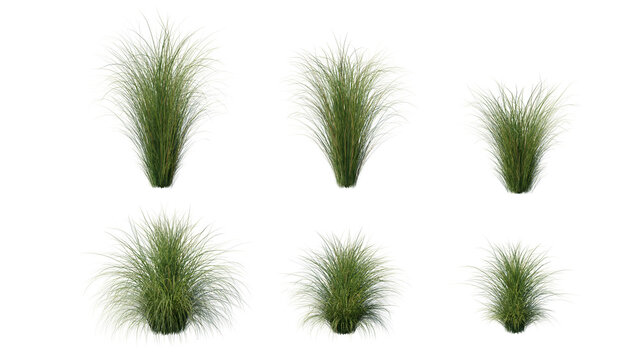 Beautiful flowers and grass for illustration