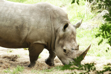 Fototapeta premium Rhinocerotidae - Clouse Up