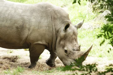 Foto op Plexiglas Rhinocerotidae - Clouse Up © Esmailyn