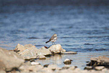blackhead wagtail bird