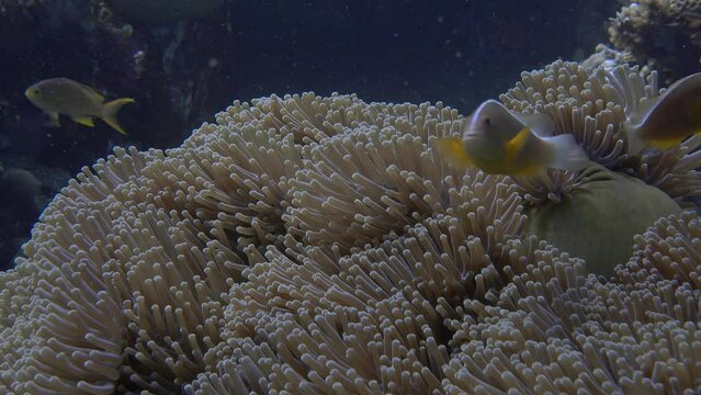 Clownfish Swims Next To Sea Anemones. Sun Rays Pierce The Water Column. Anemone Tentacles Sway In The Surf. 
Skunk Anemonefish (Amphiprion Akallopisos)11cm. ID: Thin White Line, Running From The Snout