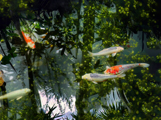High angle view, Colorful Koi Carp fish, Japanese carp fishes, swimming in the pond with underwater...