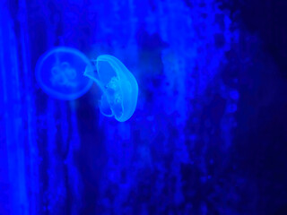 Small moon jellyfishes illuminated with neon glow lights in blue, swimming in water, Phuket aquarium