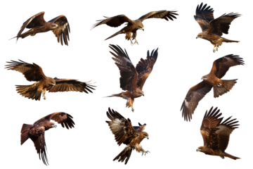 Set of Black kite (Milvus migrans) flying isolated on transparent background png file