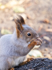 Naklejka na ściany i meble The squirrel with nut sits on tree in the autumn. Eurasian red squirrel, Sciurus vulgaris.