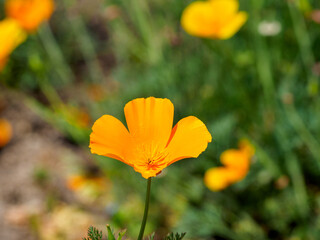 Naklejka premium 春の花畑にハナビシソウ