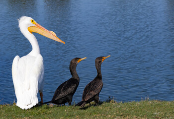 A white pelican standing beside two brown cormorants beside a lake, an illustration of  racial harmony