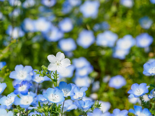 春の花畑にネモフィラの白い花