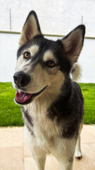 Fototapeta premium Husky mirando con amor y cariño