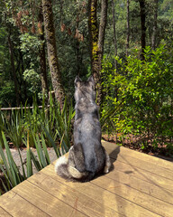 Un husky contemplando el paisaje del bosque. - obrazy, fototapety, plakaty