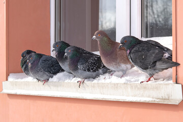 Pigeons in winter on the snow-covered cornice of a residential building