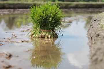 photo of a rice seedling ready to be planted