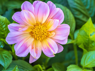 Pink flowers dahlia pinnata collar mignon blooming in the garden.