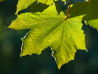 Spring branches of maple tree with fresh green leaves