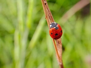 ledybug sitting  on dry leaf in my gardening